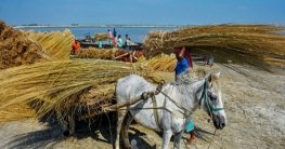 গাইবান্ধায় ‘কাশখড়ে’ লাভবান চরাঞ্চলের মানুষ গাইবান্ধায় ‘কাশখড়ে’ লাভবান চরাঞ্চলের মানুষ
